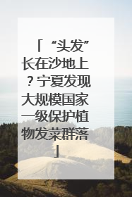 “头发”长在沙地上？宁夏发现大规模国家一级保护植物发菜群落