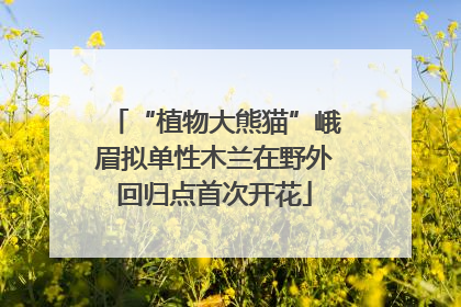“植物大熊猫”峨眉拟单性木兰在野外回归点首次开花