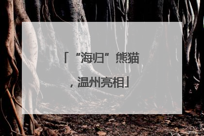 “海归”熊猫，温州亮相