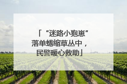 “迷路小狍崽”落单蜷缩草丛中，民警暖心救助