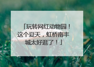 玩转网红动物园！这个夏天，虹桥南丰城太好逛了！
