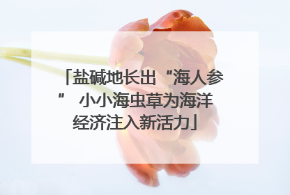 盐碱地长出“海人参” 小小海虫草为海洋经济注入新活力