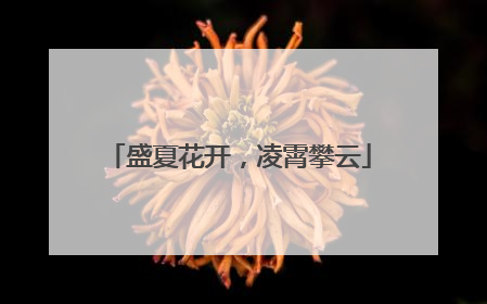 盛夏花开，凌霄攀云