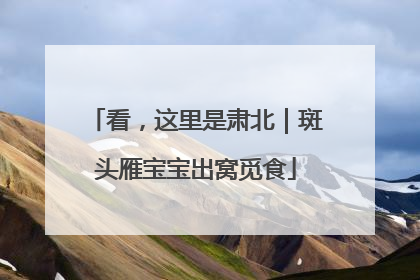 看，这里是肃北｜斑头雁宝宝出窝觅食