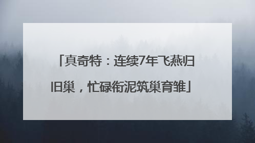 真奇特：连续7年飞燕归旧巢，忙碌衔泥筑巢育雏