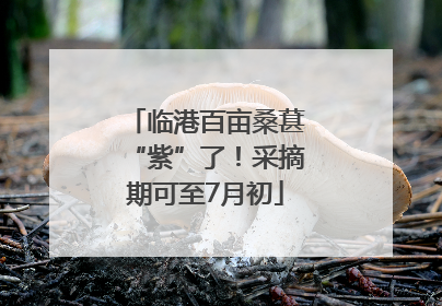 临港百亩桑葚“紫”了！采摘期可至7月初