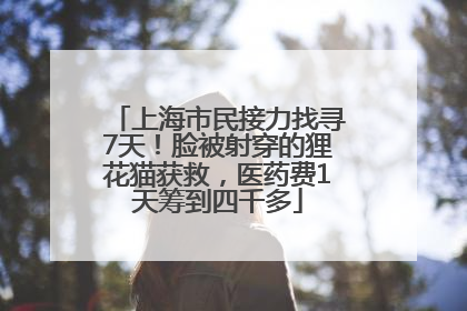 上海市民接力找寻7天！脸被射穿的狸花猫获救，医药费1天筹到四千多