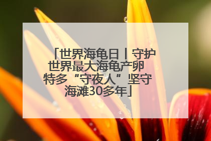世界海龟日丨守护世界最大海龟产卵 特多“守夜人”坚守海滩30多年