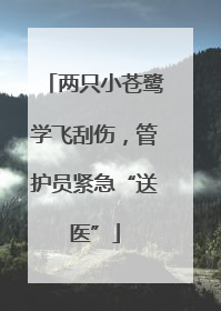 两只小苍鹭学飞刮伤，管护员紧急“送医”