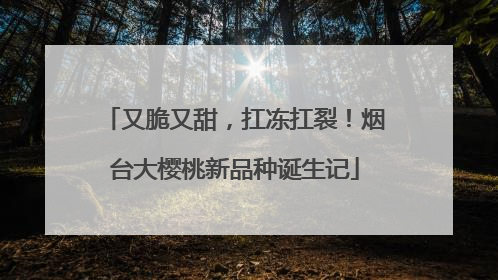 又脆又甜，扛冻扛裂！烟台大樱桃新品种诞生记