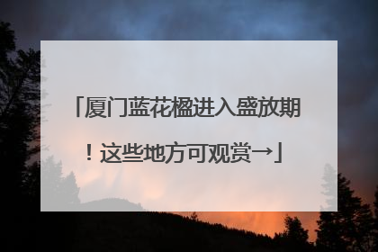 厦门蓝花楹进入盛放期！这些地方可观赏→