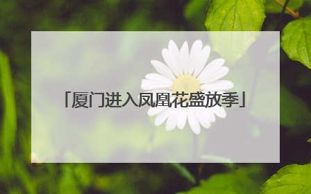 厦门进入凤凰花盛放季