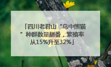 四川老君山“鸟中熊猫”种群数量翻番，繁殖率从15%升至32%