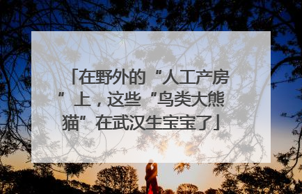 在野外的“人工产房”上，这些“鸟类大熊猫”在武汉生宝宝了