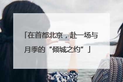 在首都北京，赴一场与月季的“倾城之约”