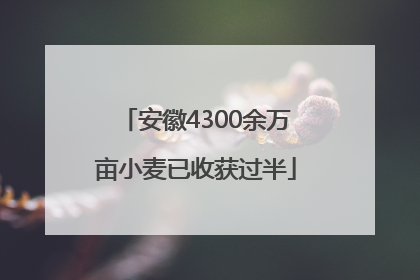 安徽4300余万亩小麦已收获过半
