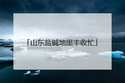山东盐碱地里丰收忙