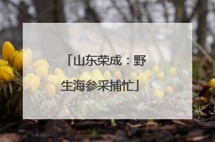 山东荣成：野生海参采捕忙