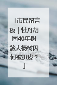 市民留言板｜牡丹胡同40年树龄大杨树因何被扒皮？