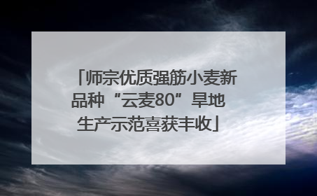 师宗优质强筋小麦新品种“云麦80”旱地生产示范喜获丰收