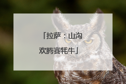 拉萨：山沟欢腾赛牦牛