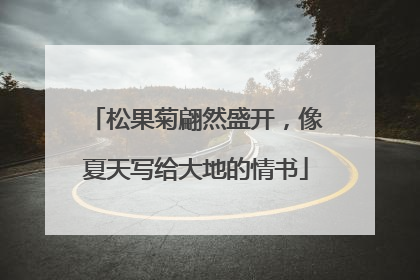松果菊翩然盛开，像夏天写给大地的情书