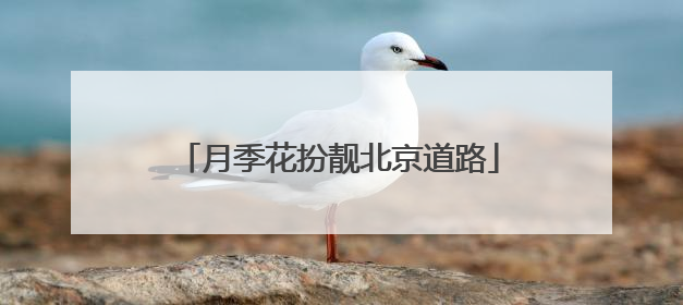 月季花扮靓北京道路