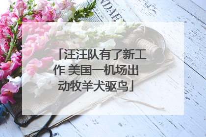 汪汪队有了新工作 美国一机场出动牧羊犬驱鸟