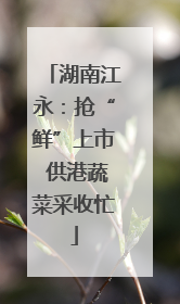 湖南江永：抢“鲜”上市 供港蔬菜采收忙