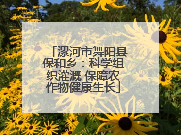 漯河市舞阳县保和乡：科学组织灌溉 保障农作物健康生长