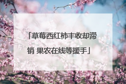 草莓西红柿丰收却滞销 果农在线等援手
