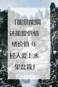 能赏能摘还能提供情绪价值 年轻人爱上水果盆栽