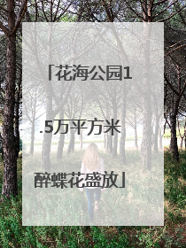 花海公园1.5万平方米醉蝶花盛放
