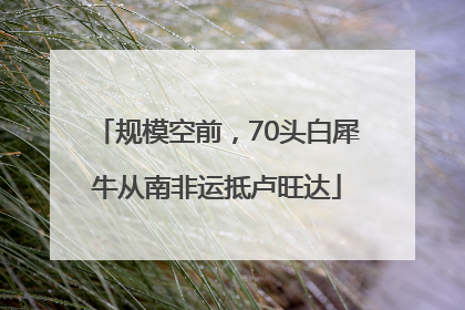规模空前，70头白犀牛从南非运抵卢旺达