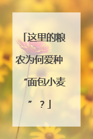 这里的粮农为何爱种“面包小麦”？