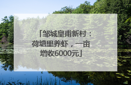 邹城皇甫新村：荷塘里养虾，一亩增收6000元