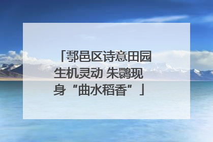 鄠邑区诗意田园生机灵动 朱鹮现身“曲水稻香”