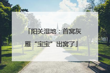 阳关湿地：首窝灰雁“宝宝”出窝了