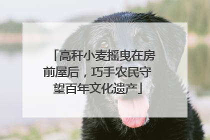 高秆小麦摇曳在房前屋后，巧手农民守望百年文化遗产