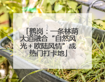 鹤岗：一条林荫大道融合“自然风光＋欧陆风情”成热门打卡地
