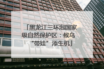 黑龙江三环泡国家级自然保护区：候鸟“带娃”添生机