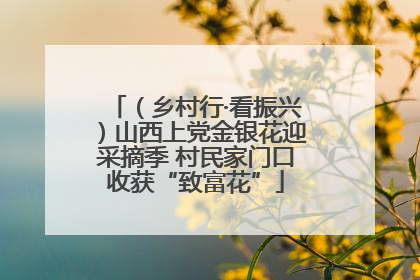 （乡村行·看振兴）山西上党金银花迎采摘季 村民家门口收获“致富花”